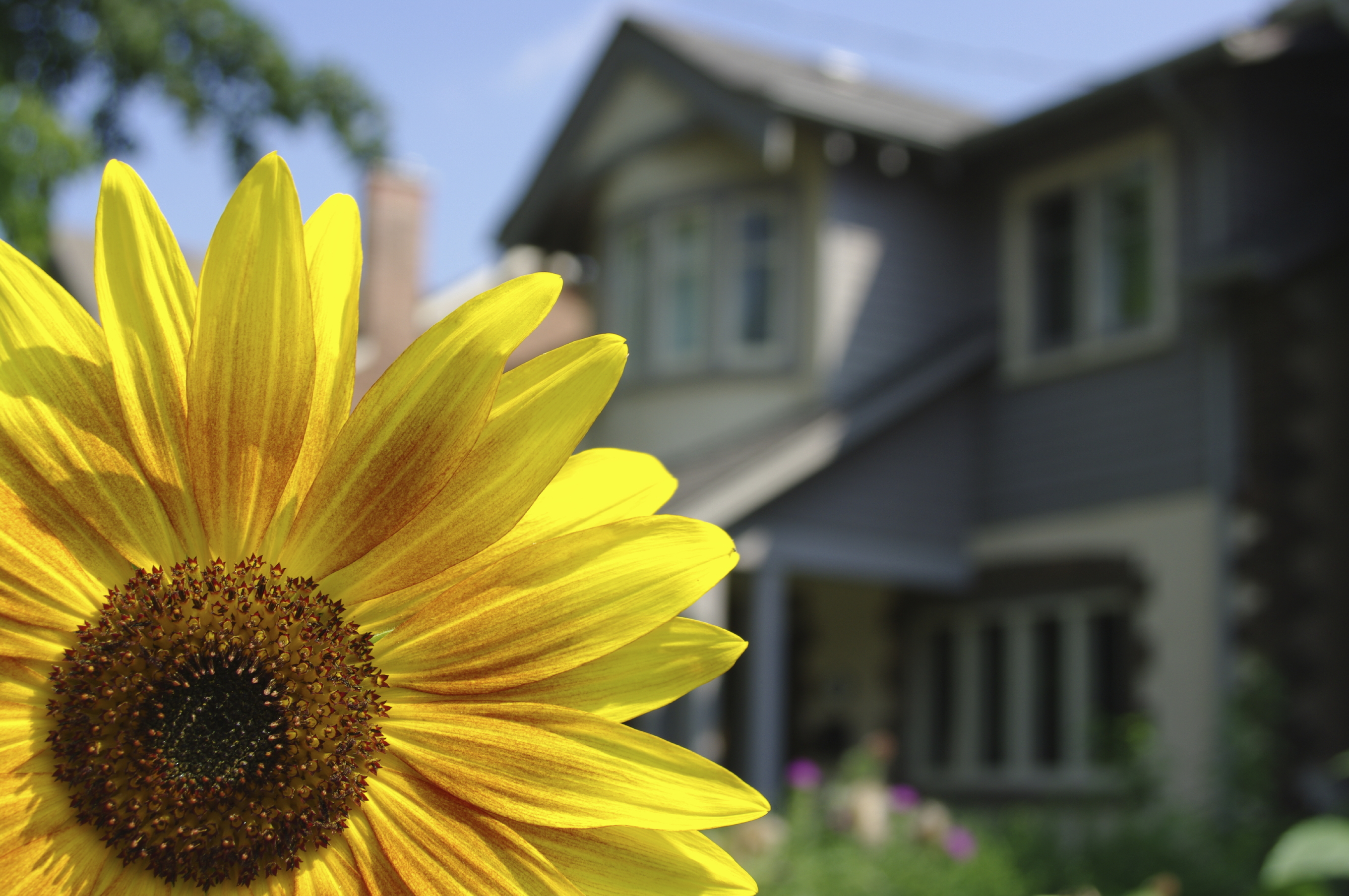 Should I Wait Until Spring To My House The Donnelly Group Many Believe The Best Time To List A House Is Spring We Discuss Real